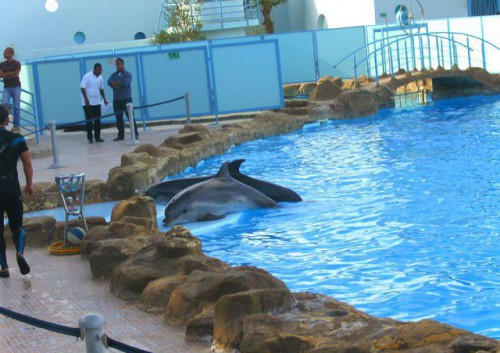 Дельфины в бассейне в дельфинарии Dolphin World в Хургаде